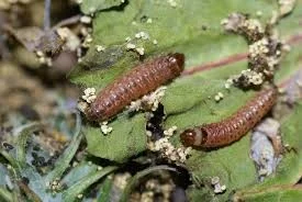 Stem Borer